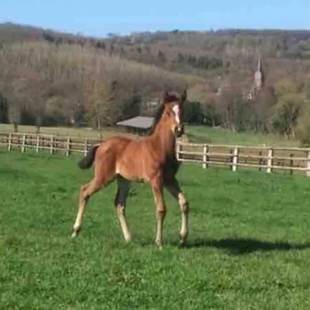 Maison En Pleine Nature Vue Exceptionnelle Avec Sauna Et Bain Nordique Vila *