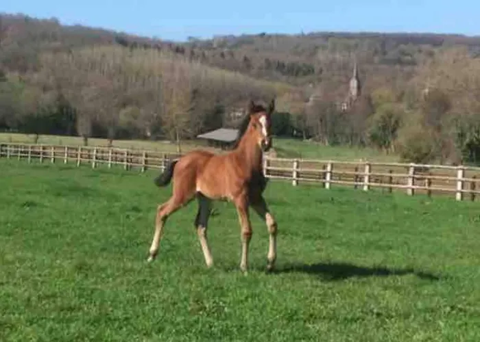 Maison En Pleine Nature Vue Exceptionnelle Avec Sauna Et Bain Nordique Villa *